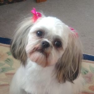 Meet your Posher, Dorothy